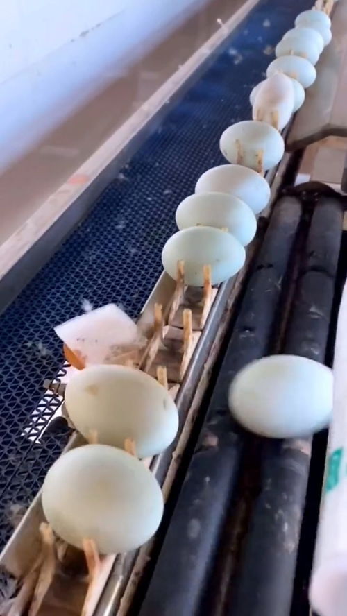 蛋品分选 非标自动化